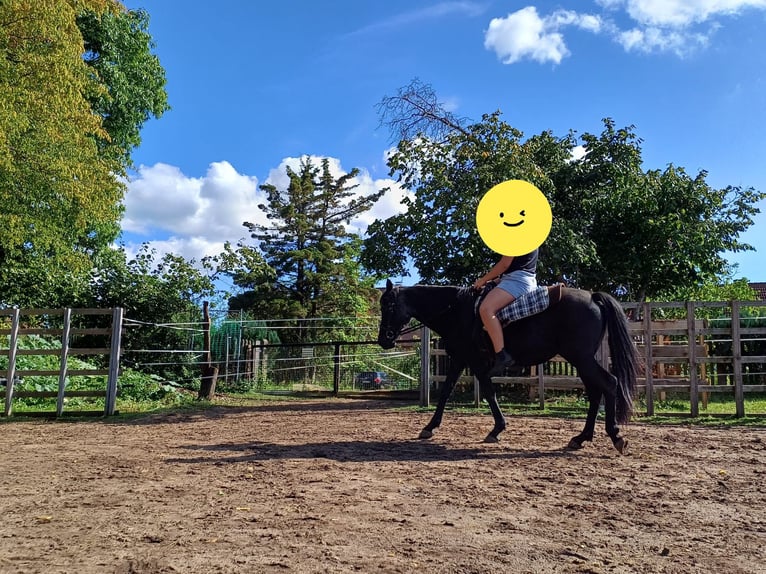 Deutsches Reitpony Stute 12 Jahre 140 cm Rappe in Westheim