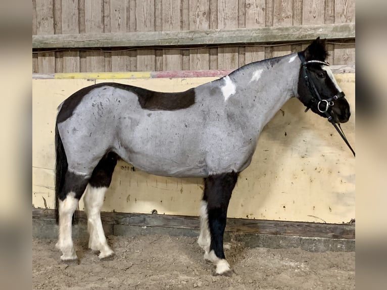Deutsches Reitpony Mix Stute 12 Jahre 140 cm Roan-Blue in Würzburg
