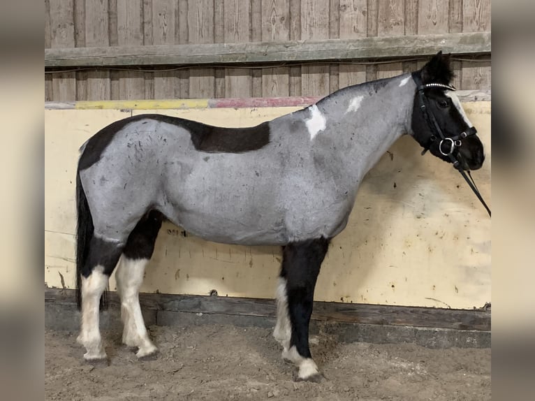 Deutsches Reitpony Mix Stute 12 Jahre 140 cm Roan-Blue in W&#xFC;rzburg