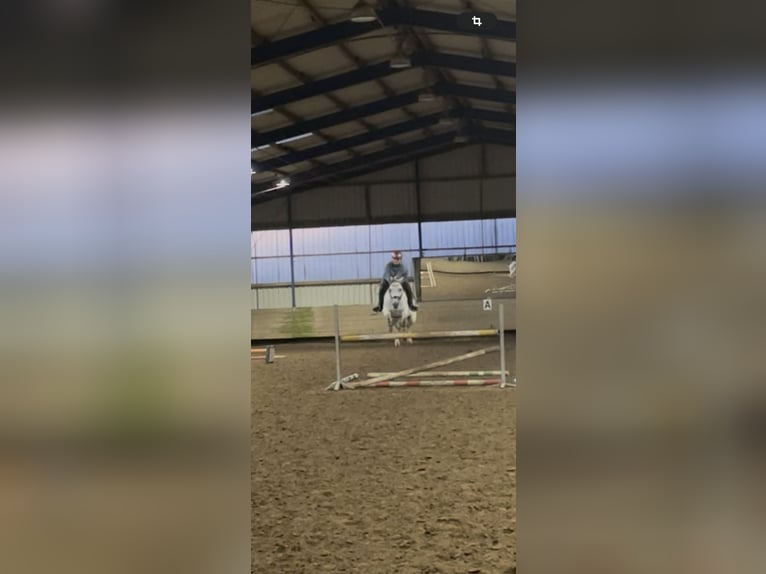 Deutsches Reitpony Stute 12 Jahre 141 cm Apfelschimmel in Wallenhorst