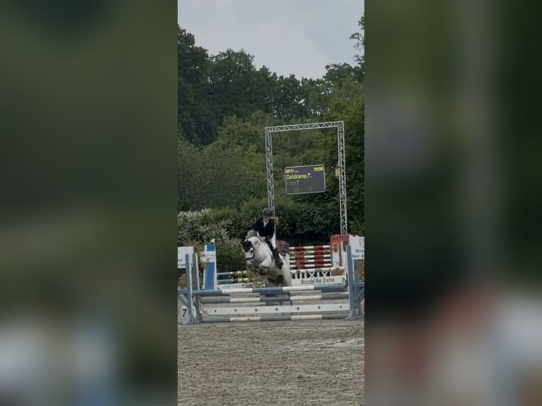 Deutsches Reitpony Stute 12 Jahre 141 cm Apfelschimmel in Wallenhorst