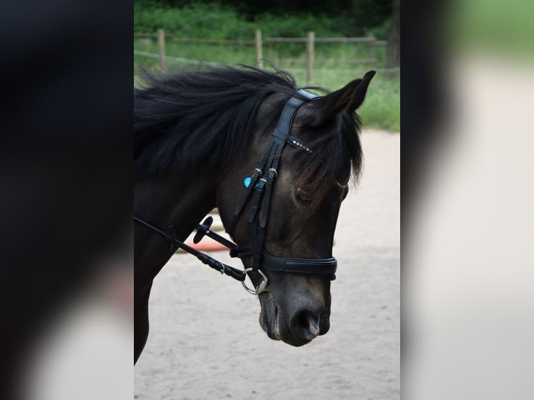 Deutsches Reitpony Stute 12 Jahre 141 cm Schwarzbrauner in Dreieich