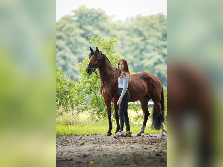 Deutsches Reitpony Stute 12 Jahre 142 cm Brauner in Wedel