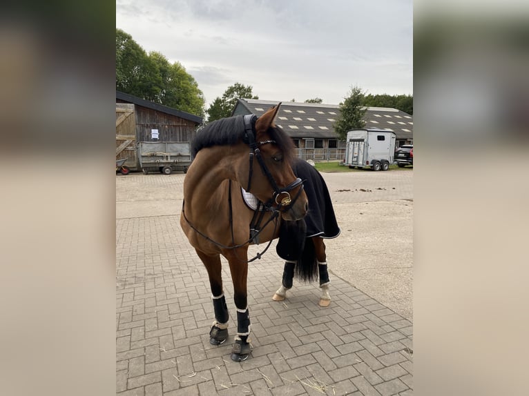 Deutsches Reitpony Stute 12 Jahre 142 cm Brauner in Wedel
