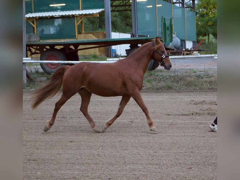 Deutsches Reitpony Mix Stute 12 Jahre 142 cm Fuchs in Bogen