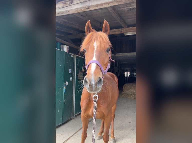 Deutsches Reitpony Mix Stute 12 Jahre 142 cm Fuchs in Bogen