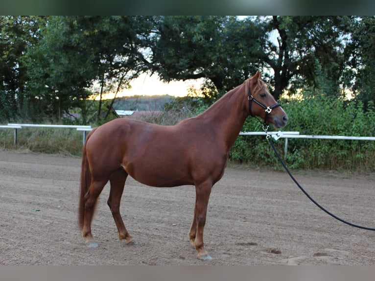 Deutsches Reitpony Mix Stute 12 Jahre 142 cm Fuchs in Bogen
