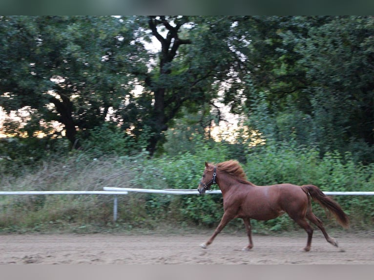 Deutsches Reitpony Mix Stute 12 Jahre 142 cm Fuchs in Bogen