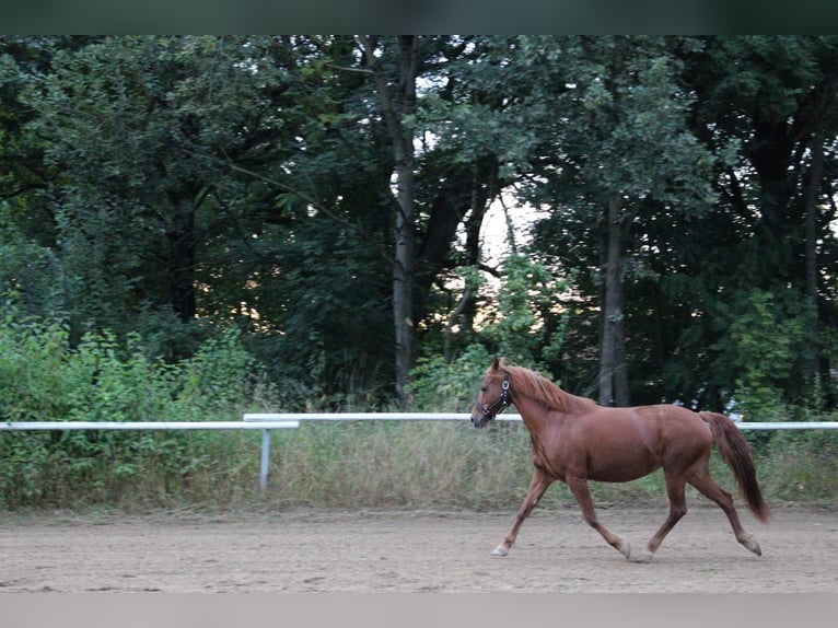Deutsches Reitpony Mix Stute 12 Jahre 142 cm Fuchs in Bogen