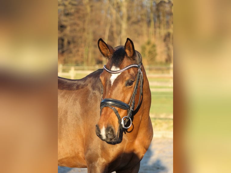 Deutsches Reitpony Stute 12 Jahre 143 cm Brauner in Monheim am Rhein Baumberg