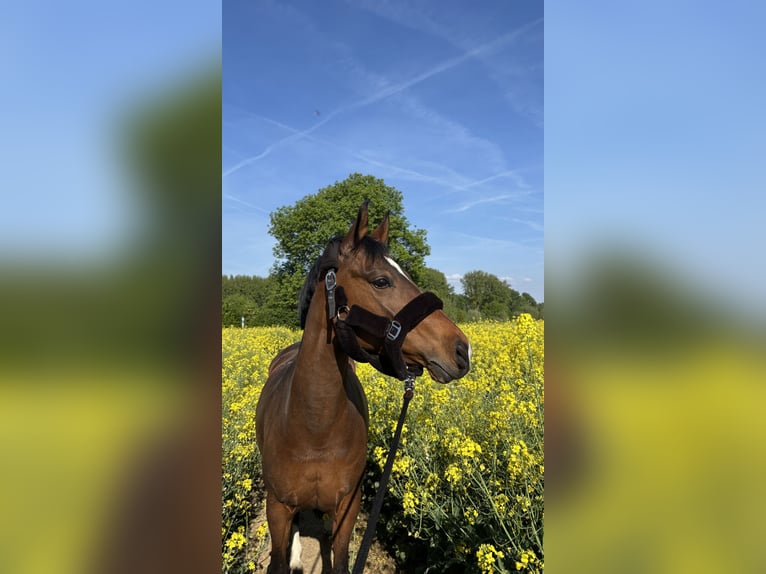 Deutsches Reitpony Stute 12 Jahre 143 cm Brauner in Monheim am Rhein Baumberg