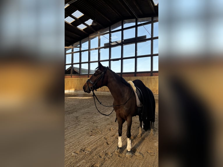 Deutsches Reitpony Stute 12 Jahre 143 cm Brauner in Monheim am Rhein Baumberg