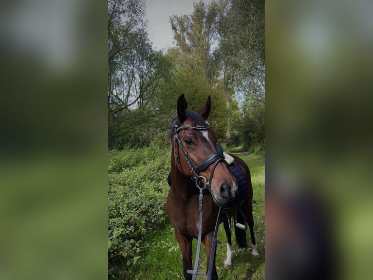 Deutsches Reitpony Stute 12 Jahre 143 cm Brauner in Monheim am Rhein Baumberg