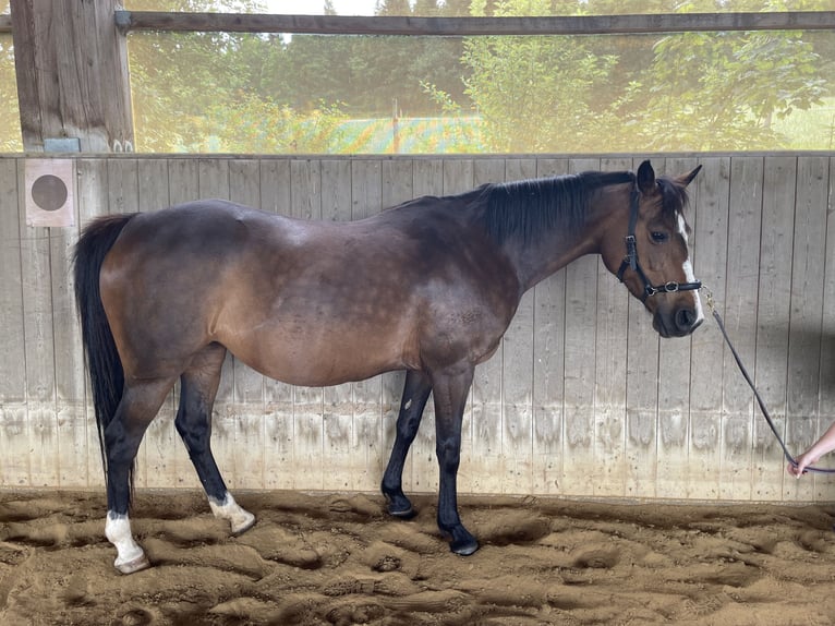Deutsches Reitpony Stute 12 Jahre 143 cm Brauner in Balingen