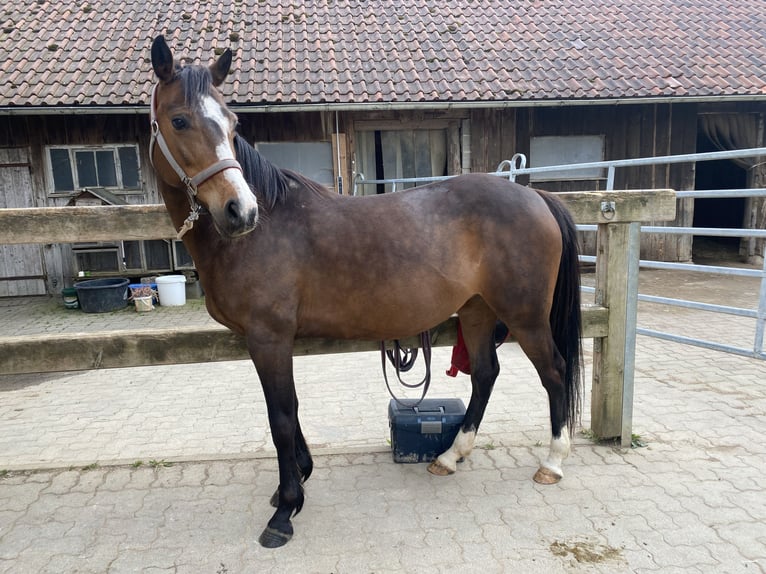 Deutsches Reitpony Stute 12 Jahre 143 cm Brauner in Balingen