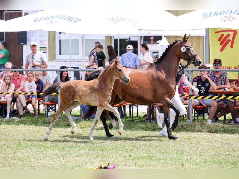 Deutsches Reitpony Stute 12 Jahre 143 cm Brauner in NusplingenNusplingen