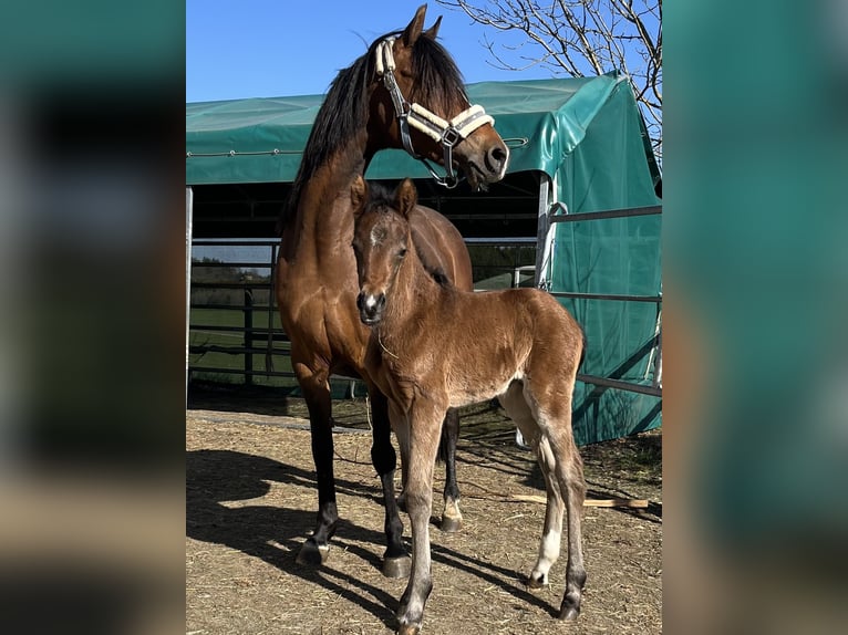 Deutsches Reitpony Stute 12 Jahre 143 cm Brauner in NusplingenNusplingen
