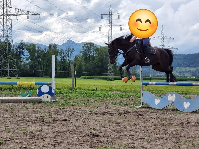 Deutsches Reitpony Stute 12 Jahre 143 cm Dunkelbrauner in Vandans