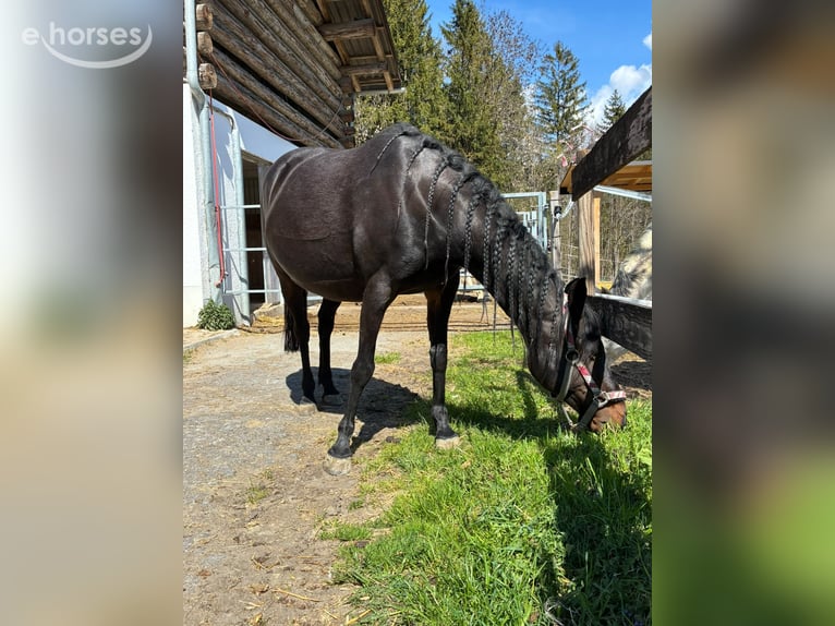 Deutsches Reitpony Stute 12 Jahre 143 cm Dunkelbrauner in Vandans
