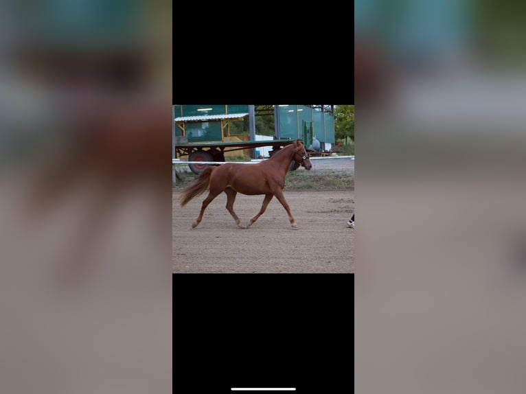 Deutsches Reitpony Mix Stute 12 Jahre 143 cm Fuchs in Bogen