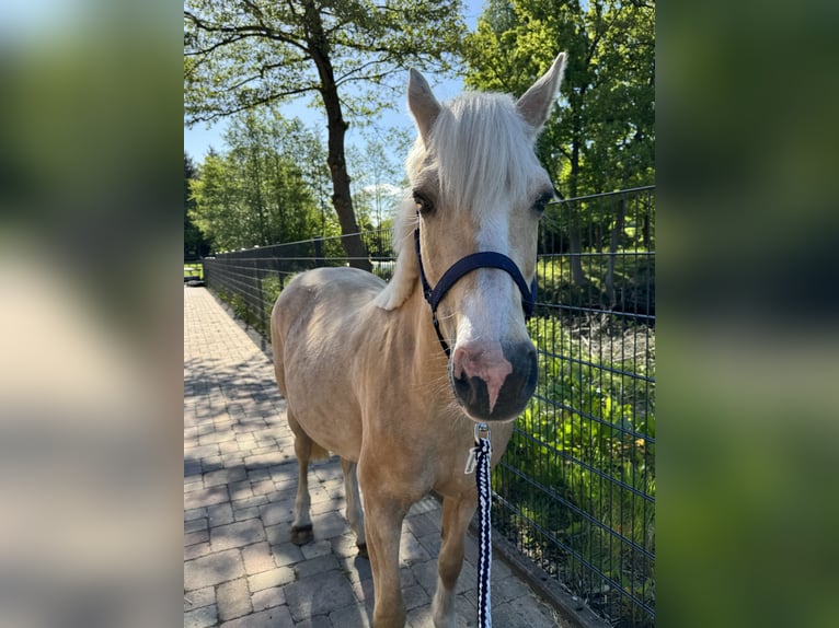 Deutsches Reitpony Stute 12 Jahre 143 cm Palomino in Wacken