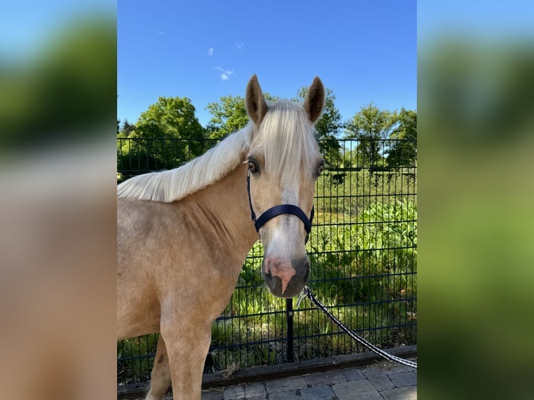 Deutsches Reitpony Stute 12 Jahre 143 cm Palomino in Wacken