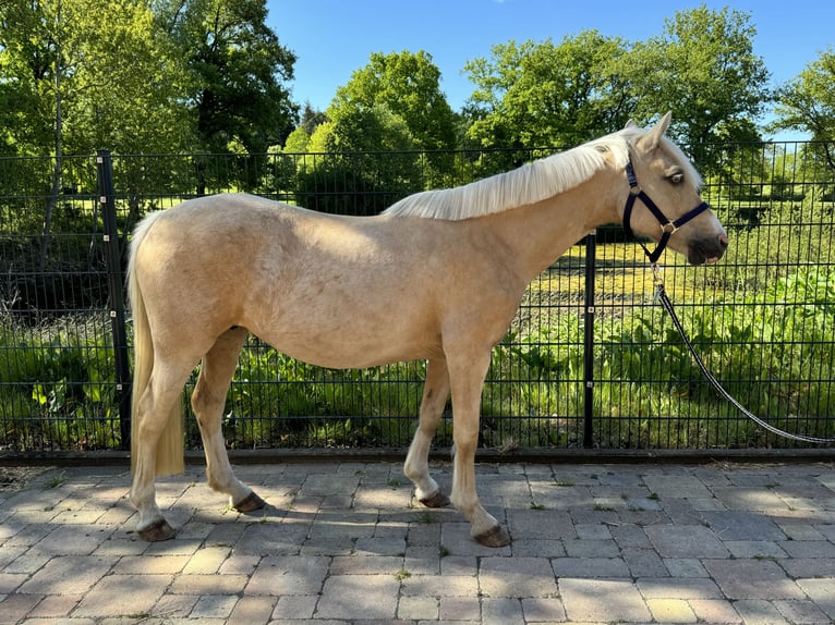 Deutsches Reitpony Stute 12 Jahre 143 cm Palomino in Wacken