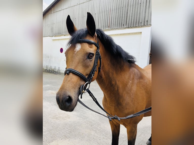 Deutsches Reitpony Stute 12 Jahre 144 cm Brauner in Heeslingen