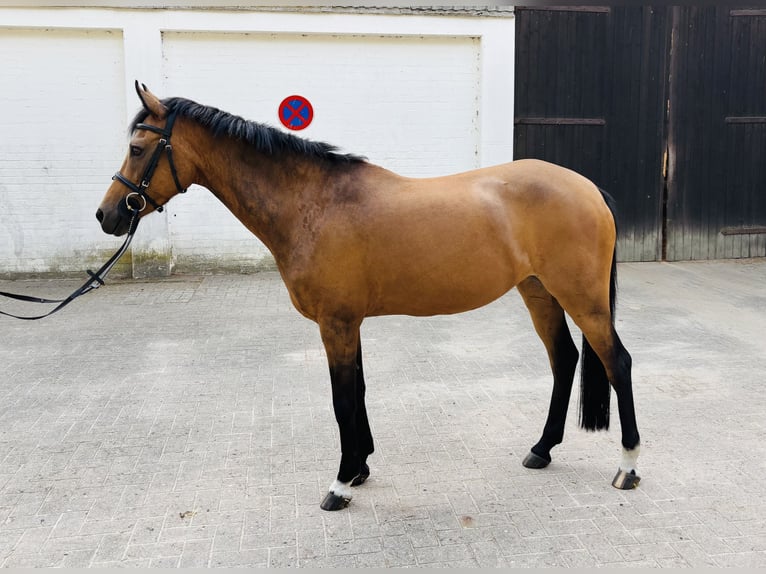 Deutsches Reitpony Stute 12 Jahre 144 cm Brauner in Heeslingen