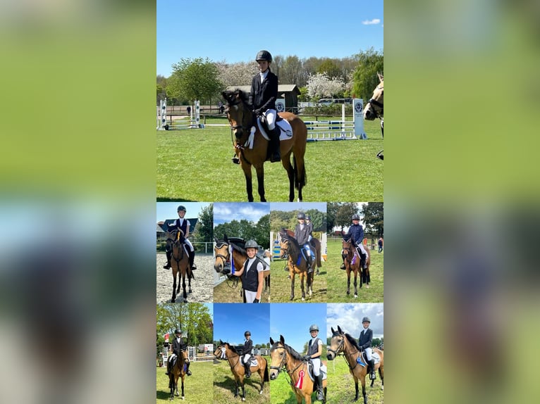 Deutsches Reitpony Stute 12 Jahre 144 cm Brauner in Heeslingen