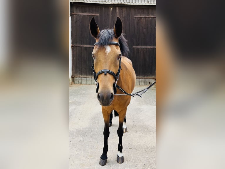 Deutsches Reitpony Stute 12 Jahre 144 cm Brauner in Heeslingen