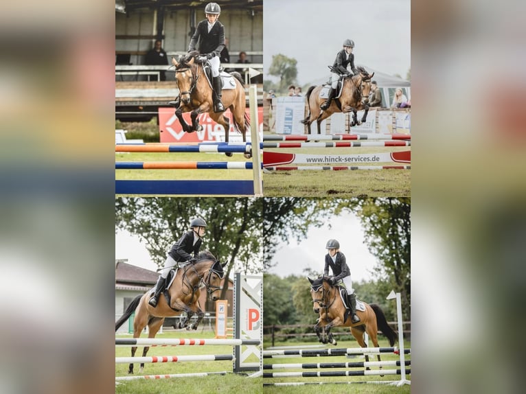 Deutsches Reitpony Stute 12 Jahre 144 cm Brauner in Heeslingen