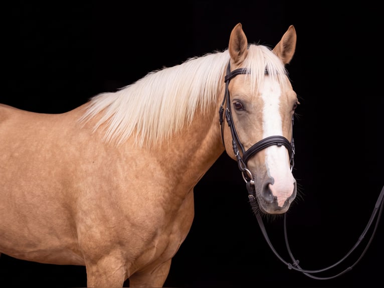 Deutsches Reitpony Stute 12 Jahre 144 cm Palomino in Rot an der Rot