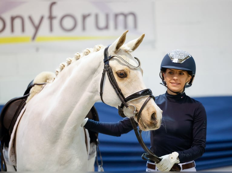 Deutsches Reitpony Stute 12 Jahre 144 cm Palomino in Marsberg