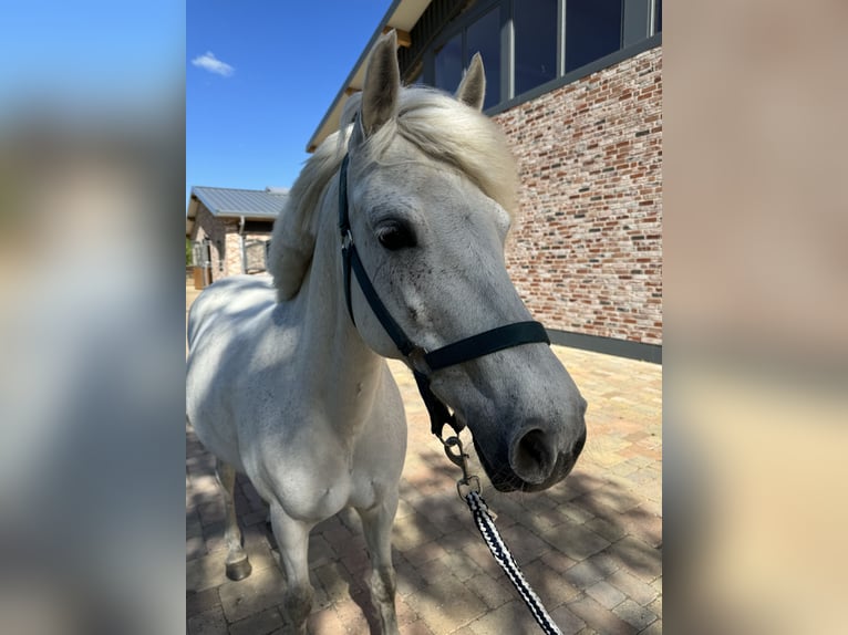 Deutsches Reitpony Stute 12 Jahre 144 cm Schimmel in Wacken