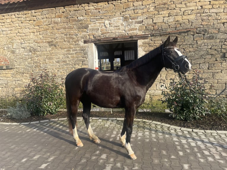 Deutsches Reitpony Stute 12 Jahre 144 cm Schwarzbrauner in SchwerteSchwerte