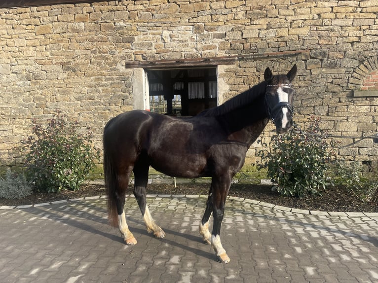 Deutsches Reitpony Stute 12 Jahre 144 cm Schwarzbrauner in SchwerteSchwerte