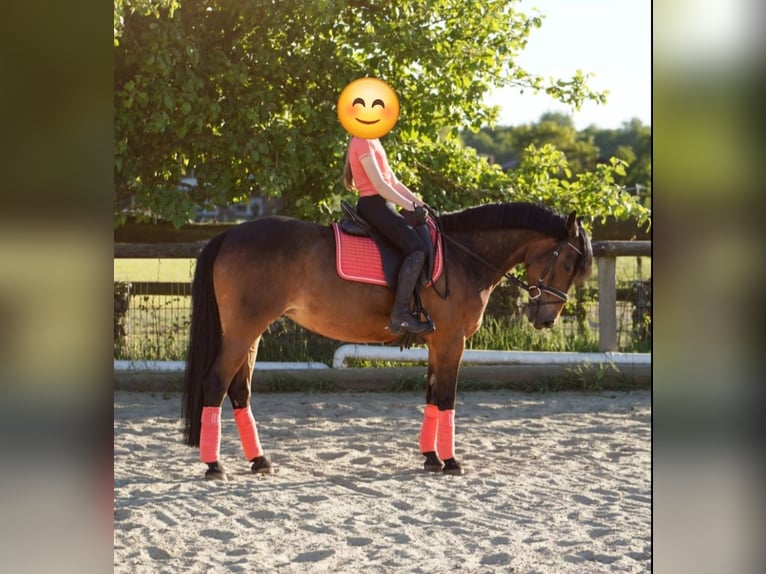 Deutsches Reitpony Mix Stute 12 Jahre 145 cm Brauner in Hamminkeln