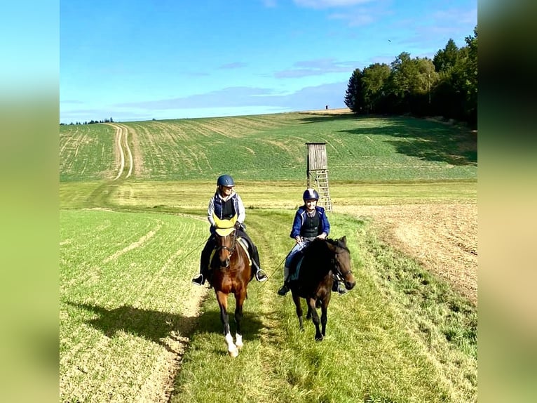 Deutsches Reitpony Stute 12 Jahre 145 cm Brauner in Mauern