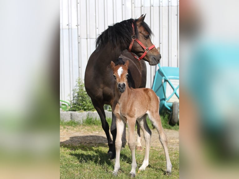 Deutsches Reitpony Stute 12 Jahre 145 cm Brauner in Mauern