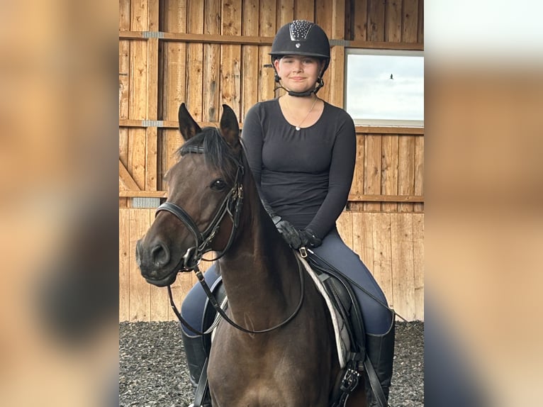 Deutsches Reitpony Stute 12 Jahre 145 cm Brauner in Mauern
