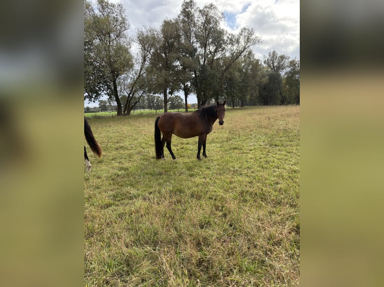 Deutsches Reitpony Stute 12 Jahre 145 cm Brauner in Bismark (Altmark)