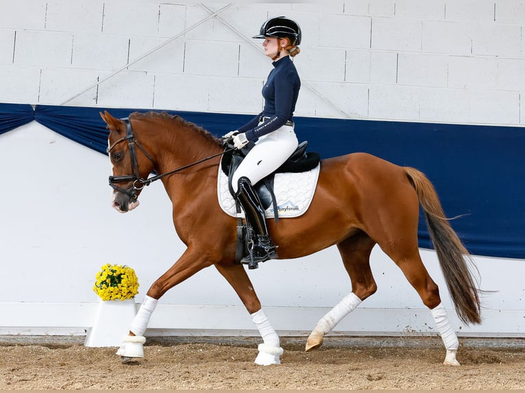 Deutsches Reitpony Stute 12 Jahre 145 cm Fuchs in Marsberg