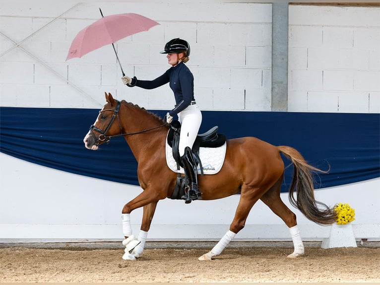 Deutsches Reitpony Stute 12 Jahre 145 cm Fuchs in Marsberg
