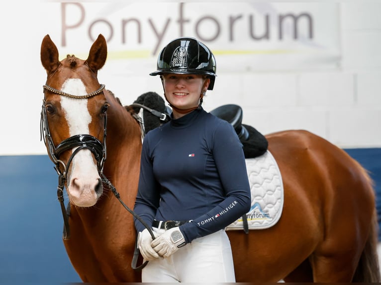 Deutsches Reitpony Stute 12 Jahre 145 cm Fuchs in Marsberg