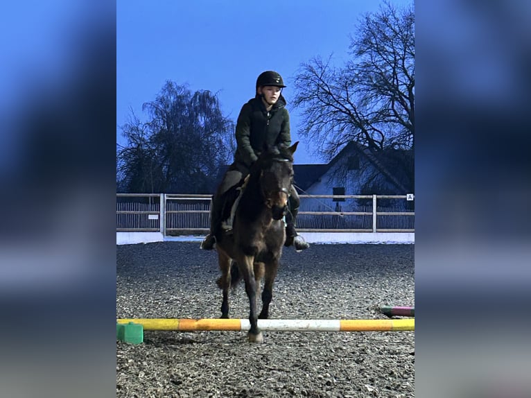 Deutsches Reitpony Stute 12 Jahre 146 cm Brauner in Mauern