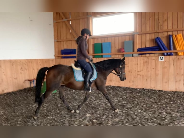 Deutsches Reitpony Stute 12 Jahre 146 cm Brauner in Mauern