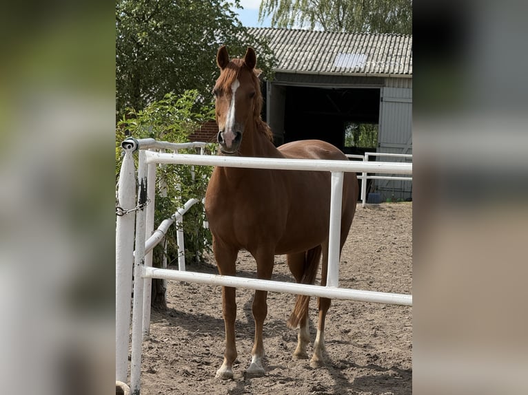 Deutsches Reitpony Stute 12 Jahre 146 cm Fuchs in Timmendorfer Strand