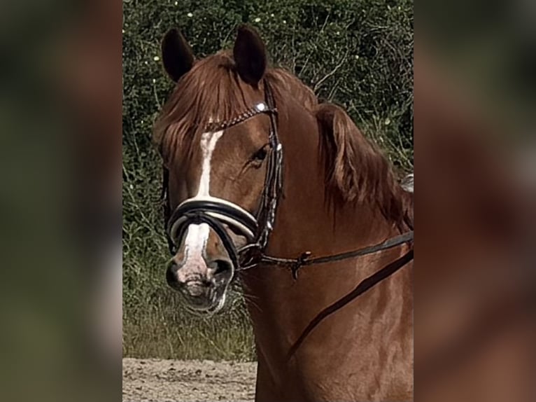 Deutsches Reitpony Stute 12 Jahre 146 cm Fuchs in Timmendorfer Strand