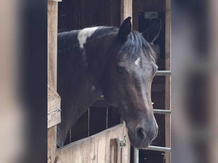 Deutsches Reitpony Stute 12 Jahre 146 cm Schecke in Haselünne